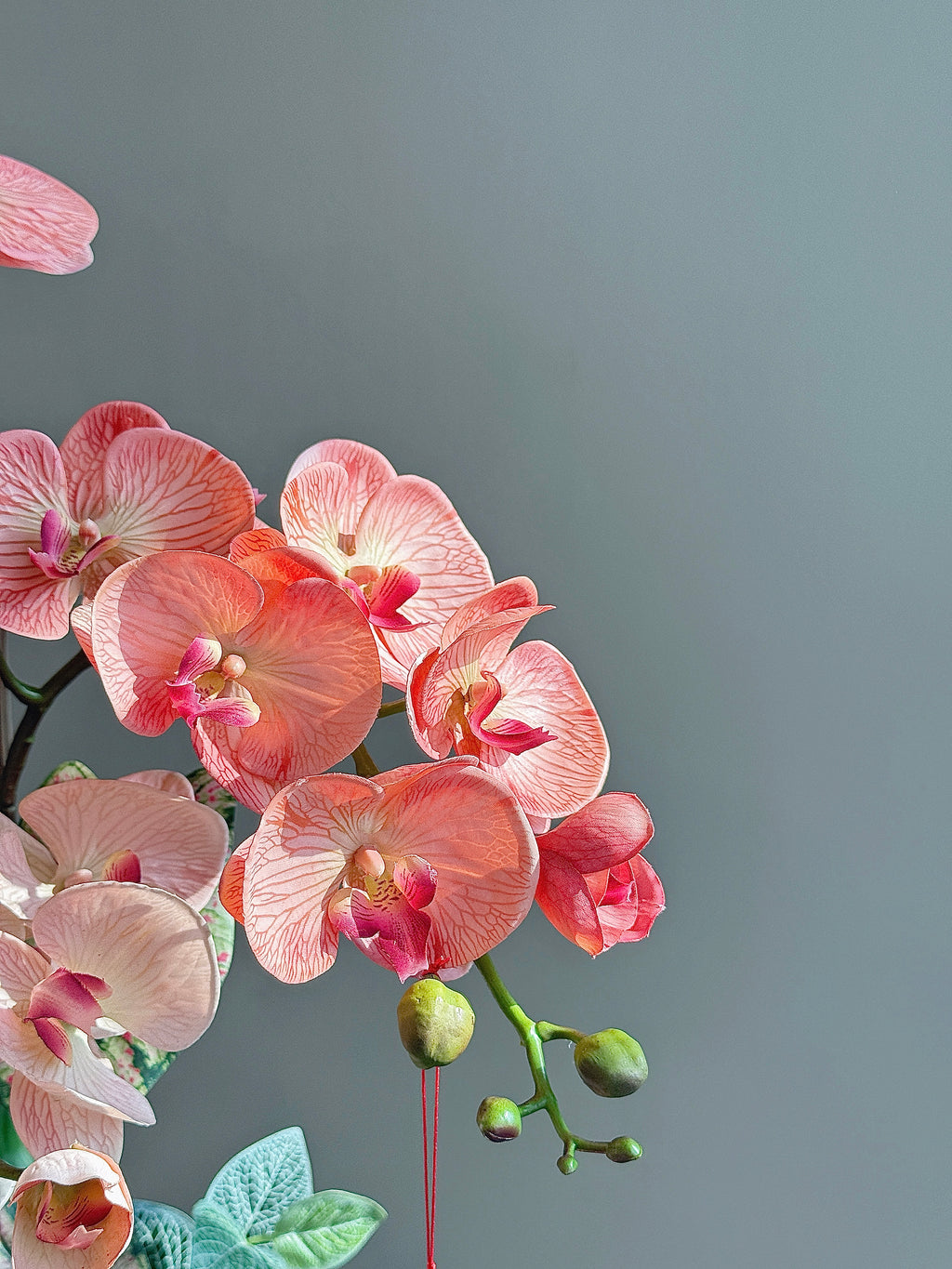 行瑞 · Bloom of Auspice